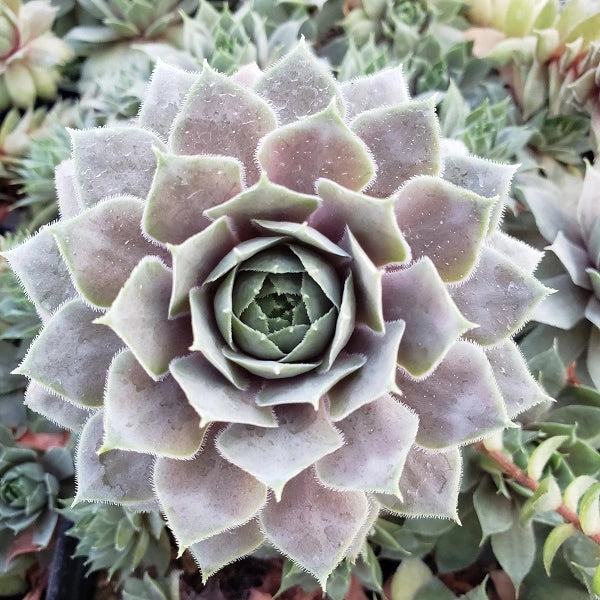 purple and white succulent Purple Beauty Hen & Chicks Succulent – Wild & Son