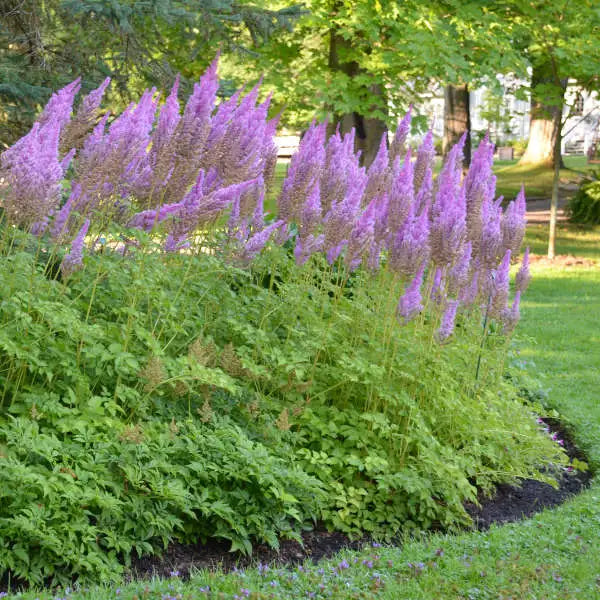 Purple Candles Astilbe