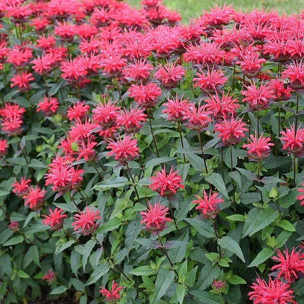 Red Velvet BeeBalm