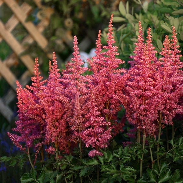 Rise and Shine Astilbe