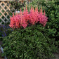 Rise and Shine Astilbe