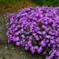 Rose Quartz Hybrid Creeping Phlox