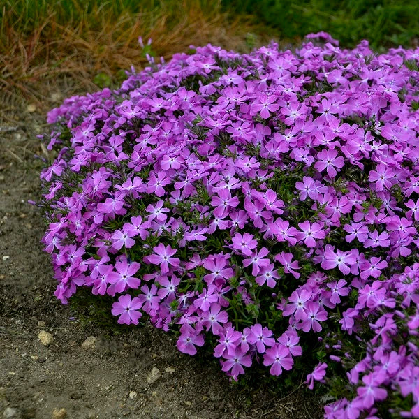 Rose Quartz Hybrid Creeping Phlox