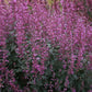 Royal Raspberry Hyssop