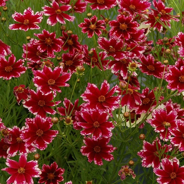 Ruby Frost Coreopsis