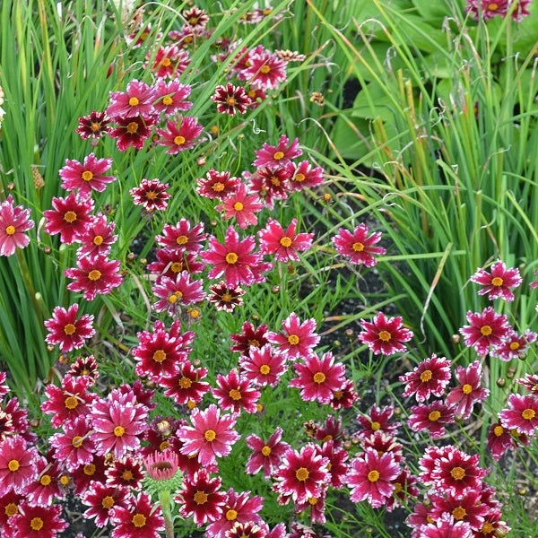 Ruby Frost Coreopsis