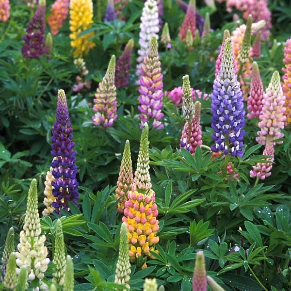 Russell Lupine Hybrids Mix