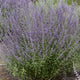 Prime Time Russian Sage