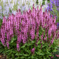 Pink Profusion Salvia