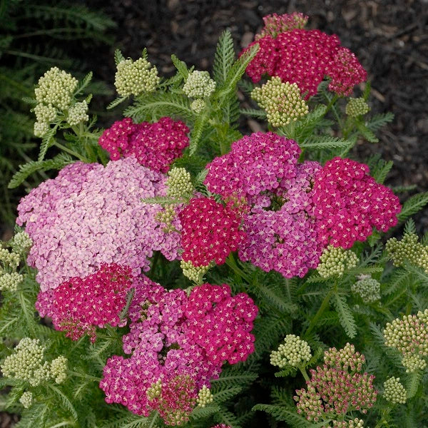 Saucy Seduction Yarrow