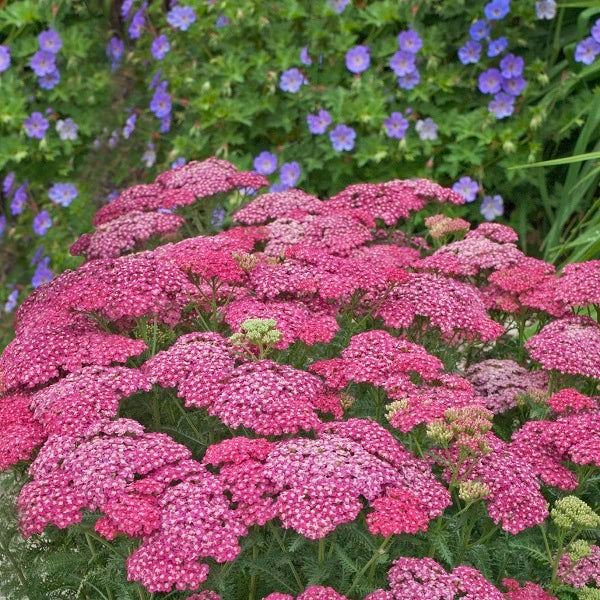 Saucy Seduction Yarrow