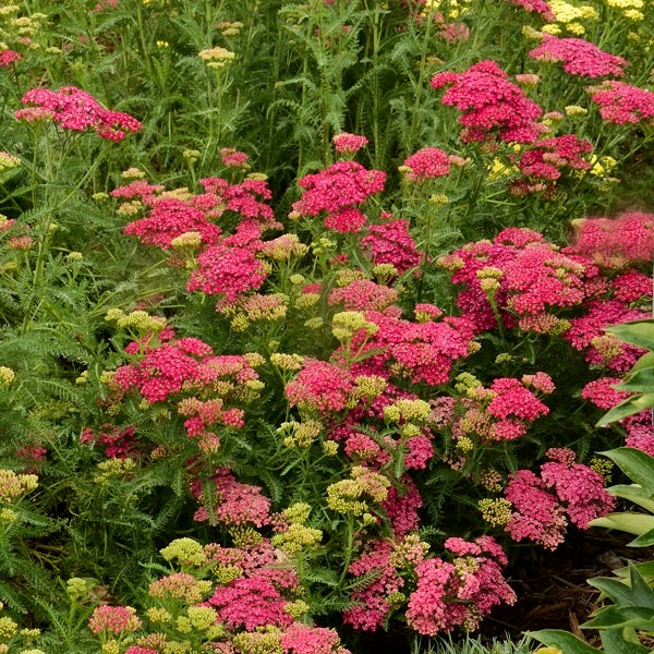 Saucy Seduction Yarrow