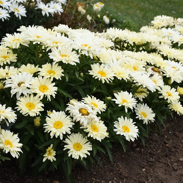 Seventh Heaven Shasta Daisy