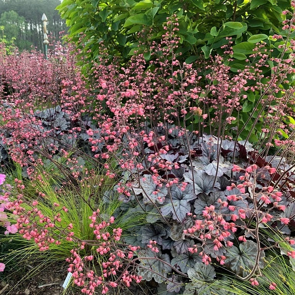 Smoke and Mirrors Coral Bells