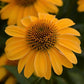 Sombrero® Granada Gold Coneflower