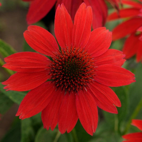 Sombrero® Salsa Red Coneflower