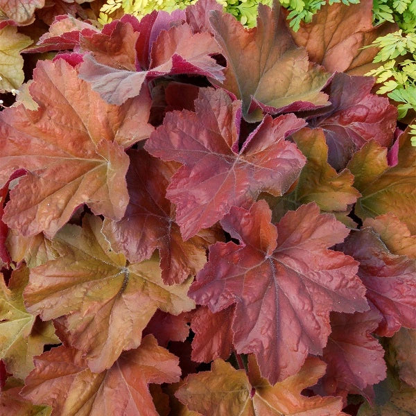 Southern Comfort Coral Bells