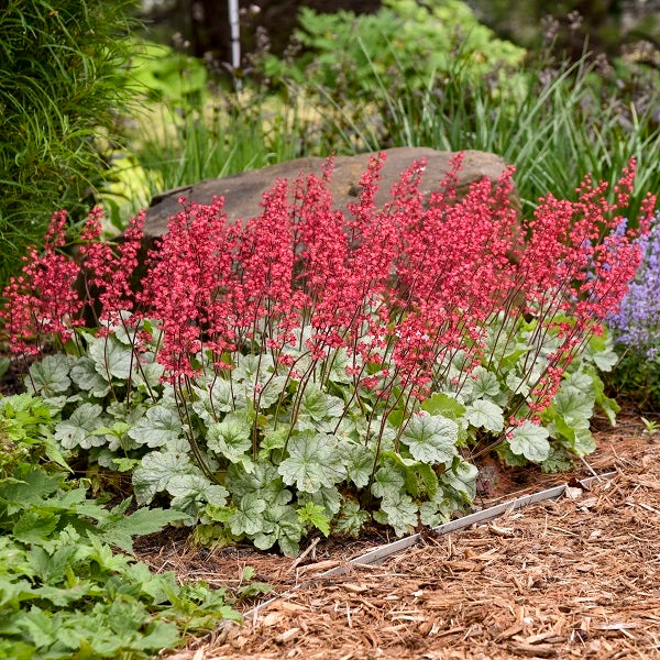 Spearmint Coral Bells