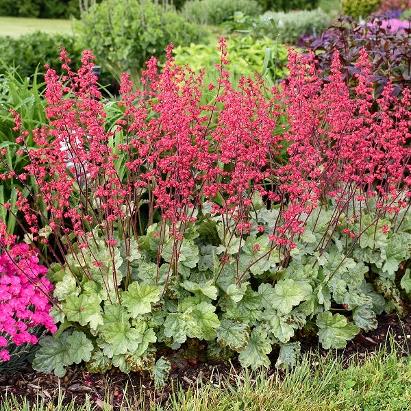 Spearmint Coral Bells