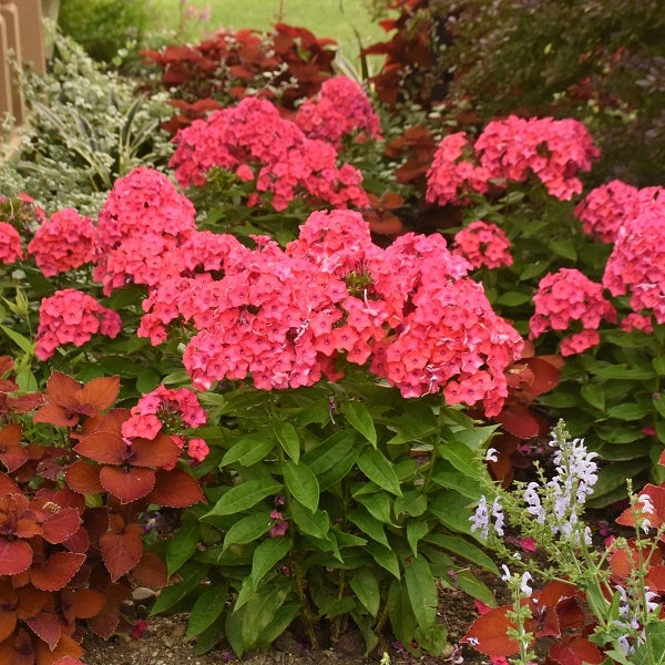 Sunset Coral Tall Garden Phlox