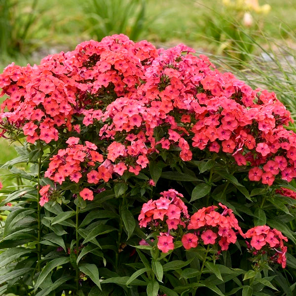 Sunset Coral Tall Garden Phlox