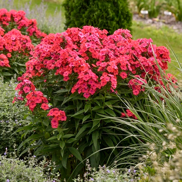 Sunset Coral Tall Garden Phlox