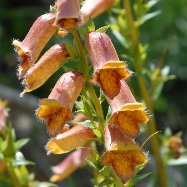 Sunset® Spanish Foxglove