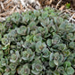 Superstar Sedum