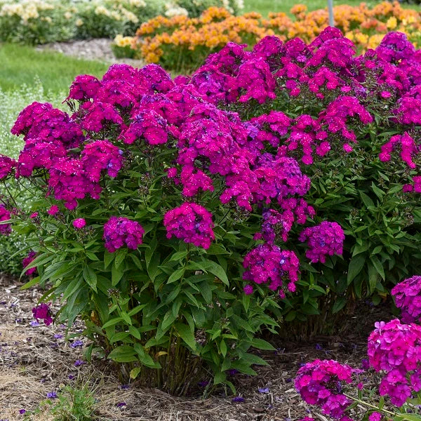 Ultraviolet Tall Garden Phlox