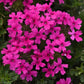 Homestead Hot Pink Verbena