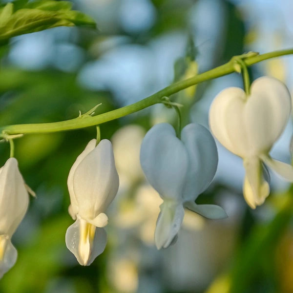 White Old Fashion Bleeding Heart