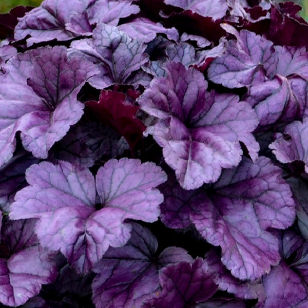 Wildberry Coral Bells