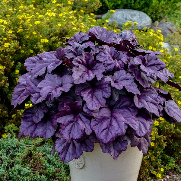 Wildberry Coral Bells