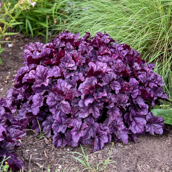 Wildberry Coral Bells