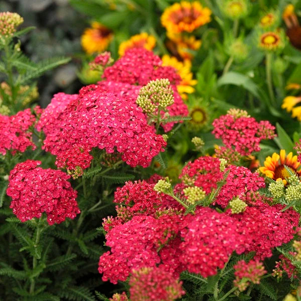 Saucy Seduction Yarrow