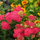 Saucy Seduction Yarrow