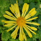 Yellow Quill Chrysanthemum