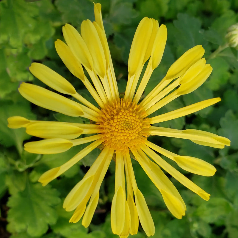 Yellow Quill Chrysanthemum