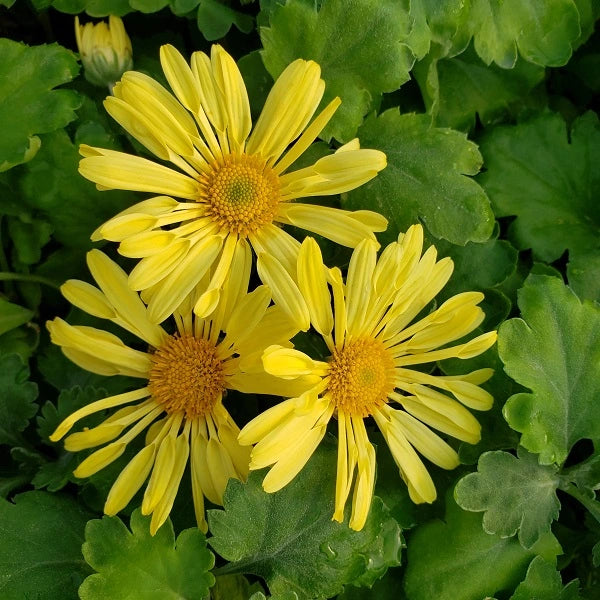 Yellow Quill Chrysanthemum