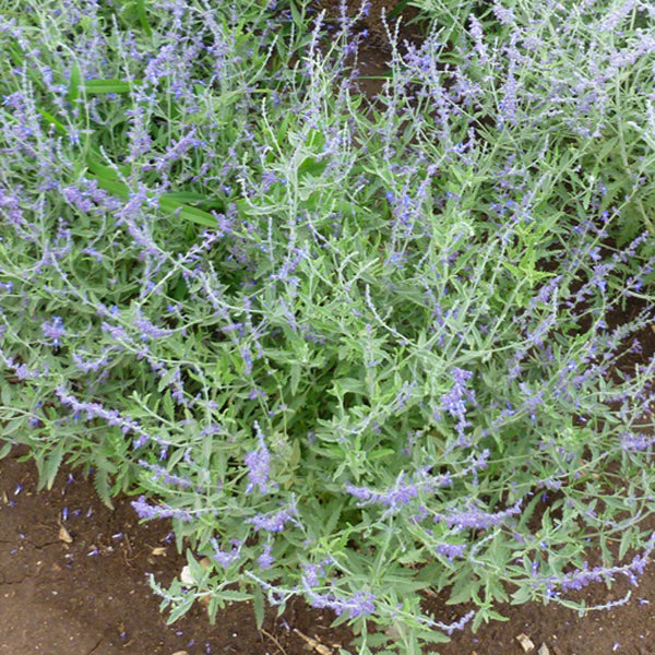 CrazyBlue Russian Sage