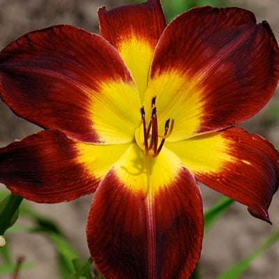 Persian Ruby - Daylily