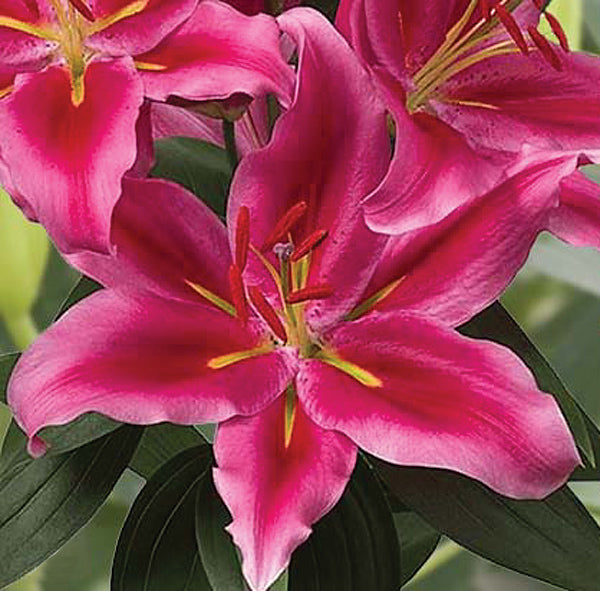 Peter Schenk Oriental Lily