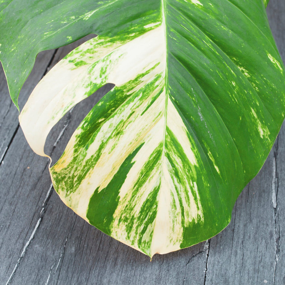 White Wizard Philodendron