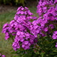 Cover Girl Tall Garden Phlox