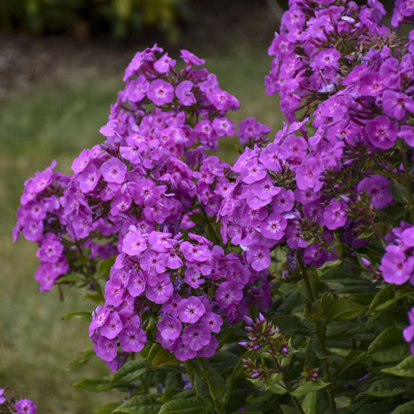 Cover Girl Tall Garden Phlox