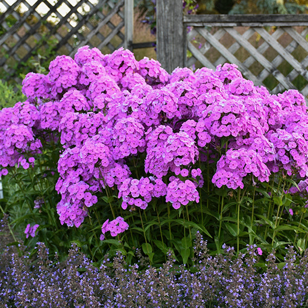 Fashionably Early Flamingo Phlox