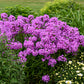 Fashionably Early Flamingo Phlox