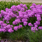 Fashionably Early Flamingo Phlox