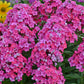 Glamour Girl Tall Garden Phlox