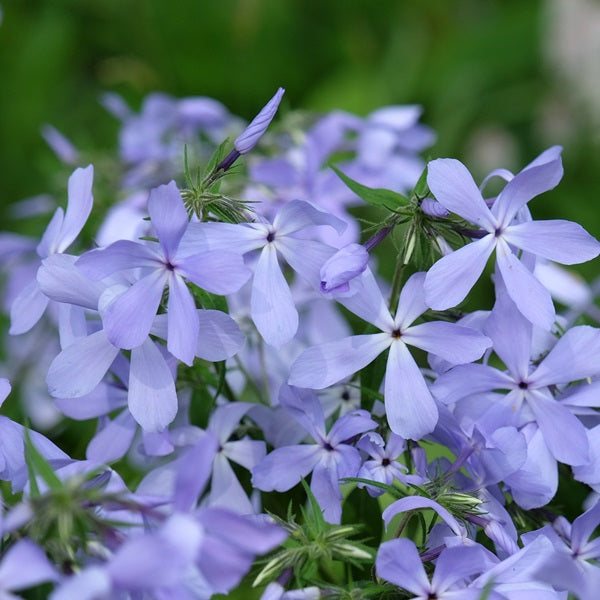 May Breeze Woodland Phlox